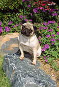 DOG 19 FA0023 01
Pug Sitting On Rock By Purple Flowers In Garden