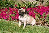 DOG 19 FA0024 01
Pug Sitting On Grass By Magenta Flowers
