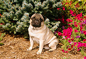 DOG 19 FA0025 01
Pug Sitting By Magenta Flowers And Evergreen Tree