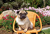 DOG 19 FA0026 01
Pug Sitting On Wicker Chair By Flower Garden