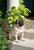 DOG 19 FA0027 01
Pug Sitting On Concrete Step By Flowers And Foliage