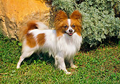 DOG 19 FA0029 01
Papillon Standing On Grass In Garden