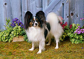 DOG 19 FA0030 01
Papillon Standing In Garden By Purple Flowers And Fence