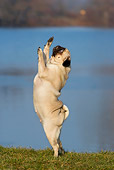 DOG 19 KH0001 01
Pug Standing On Hind Legs Reaching Up On Grass By Water