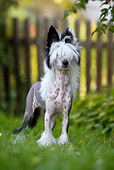 DOG 19 KH0003 01
Chinese Crested Dog Standing On Grass By Fence