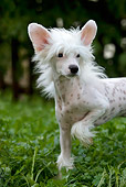 DOG 19 KH0004 01
Chinese Crested Dog Standing On Grass Close-Up Paw Lifted
