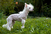 DOG 19 KH0007 01
Chinese Crested Dog Standing In Grass With Paw Raised