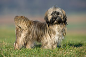 DOG 19 KH0009 01
Lhasa Apso Standing On Grass