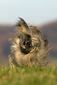 DOG 19 KH0010 01
Lhasa Apso Shaking On Grass