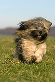 DOG 19 KH0011 01
Lhasa Apso Running On Grass