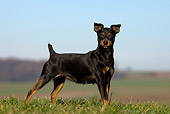 DOG 19 KH0012 01
Miniature Pinscher Standing In Field