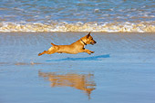DOG 19 KH0013 01
Miniature Pinscher Running On Beach Profile