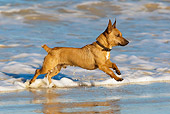 DOG 19 KH0014 01
Miniature Pinscher Running In Surf On Beach Profile