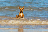 DOG 19 KH0015 01
Miniature Pinscher Running In Surf On Beach