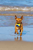 DOG 19 KH0016 01
Miniature Pinscher Running On Beach Carrying Ball