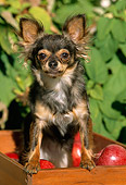 DOG 19 LS0001 01
Long-Haired Chihuahua Standing On Box Of Red Apples