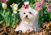 DOG 19 LS0002 01
Maltese Laying In Leaves By Spring Flowers