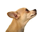 DOG 19 MR0006 01
Profile Head Shot Of Chihuahua On White Seamless