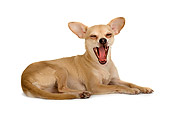 DOG 19 MR0007 01
Yawning Chihuahua Laying On White Seamless