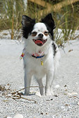 DOG 19 NE0001 01
Long-haired Chihuahua Standing On Beach Panting