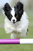 DOG 19 NR0001 01
Papillon