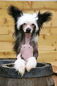 DOG 19 NR0002 01
Chinese Crested