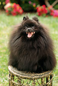 DOG 19 RC0001 01
Portrait Of Black Pomeranian Sitting On Wicker Stool In Garden