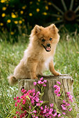 DOG 19 RC0003 01
Portrait Of Pomeranian Sitting On Tree Stump By Pink Flowers Grass