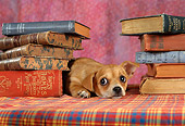DOG 19 RC0004 01
Portrait Of Tan Chihuahua Laying By Stacks Of Books