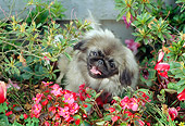 DOG 19 RC0005 01
Pekingese Sitting By Red Flowers