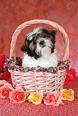 DOG 19 RC0006 01
Shih Tzu Sitting In Pink Basket By Roses Studio