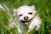 DOG 19 RD0009 01
Head Shot Of Smiling Long-Haired Chihuahua Sitting In Grass