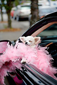 DOG 19 RD0010 01
Long-Haired Chihuahua Wearing Pink Feather Boa Sticking Head Out Car Window
