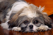 DOG 19 RK0004 05
Head Shot Of Shih Tzu Laying With Head Down On Wooden Floor