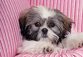 DOG 19 RK0007 04
Head Shot Of Shih Tzu Sitting On Pink Striped Pillows