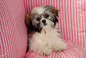 DOG 19 RK0007 06
Head Shot Of Shih Tzu Sitting On Pink Striped Pillows