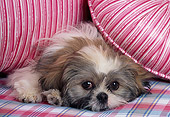 DOG 19 RK0008 07
Head Shot Of Shih Tzu Laying On Plaid And Striped Pillows