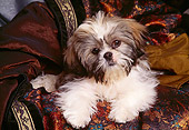 DOG 19 RK0010 04
Head Shot Of Shih Tzu Laying On Silky Cloth