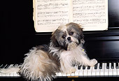DOG 19 RK0014 06
Shih-Tzu Sitting On Piano Keys