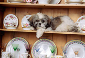 DOG 19 RK0015 05
Shih-Tzu Laying On Shelf With Dishes