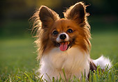 DOG 19 RK0016 12
Papillon Sitting On Grass