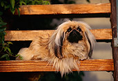 DOG 19 RK0017 08
Pekingese Dog Laying On Wooden Bench By Leaves Facing Camera