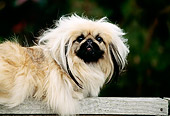 DOG 19 RK0027 03
Close-Up Profile Of Pekingese Dog Laying On Wooden Fence Rail
