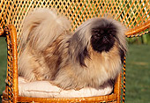 DOG 19 RK0030 01
Pekingese Dog Standing On Wicker Chair On Grass