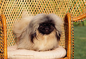 DOG 19 RK0030 07
Pekingese Dog Standing On Wicker Chair On Grass