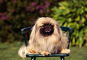 DOG 19 RK0034 01
Pekingese Dog Sitting On Green Chair Facing Camera By Grass And Bushes