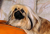 DOG 19 RK0036 01
Close Up Head Shot Of Pekingese Dog Laying On Cello Couch Background