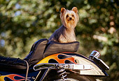 DOG 19 RK0038 14
Mini Yorkshire Dog Sitting On Back Of Motorcycle With Flames Trees Background