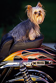 DOG 19 RK0039 02
Mini Yorkshire Terrier Sitting On Motorcycle Seat
