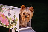 DOG 19 RK0042 10
Head Shot Of Yorkshire Dog Peeking Out Of Flower Mailbox